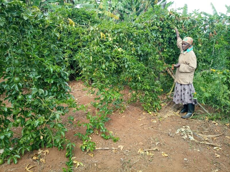 Farmers at Murang'a, Inspecting her Passion Fruit Garden