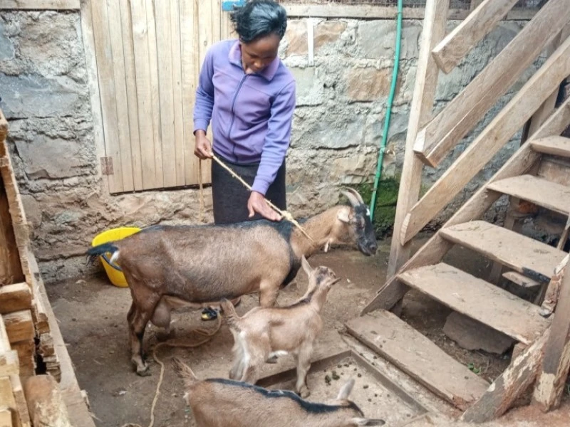 OACK-Small-Livestock-Goats